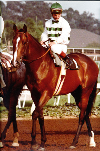 Exceller Meets Seattle Slew in the 1978 Jockey Club Gold Cup