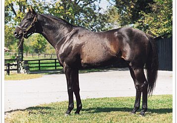 Sire Reference – Star Track Stables